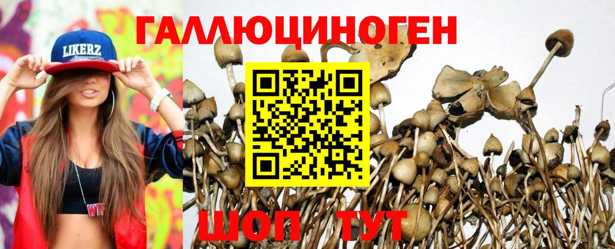 Галлюциногенные грибы мицелий  Галлюциногенные грибы Psilocybine cubensis  Новотроицк  Вход с VPN 